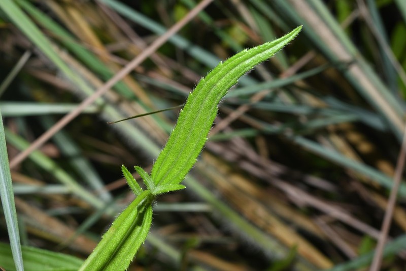 Riencourtia pedunculosa photo 3