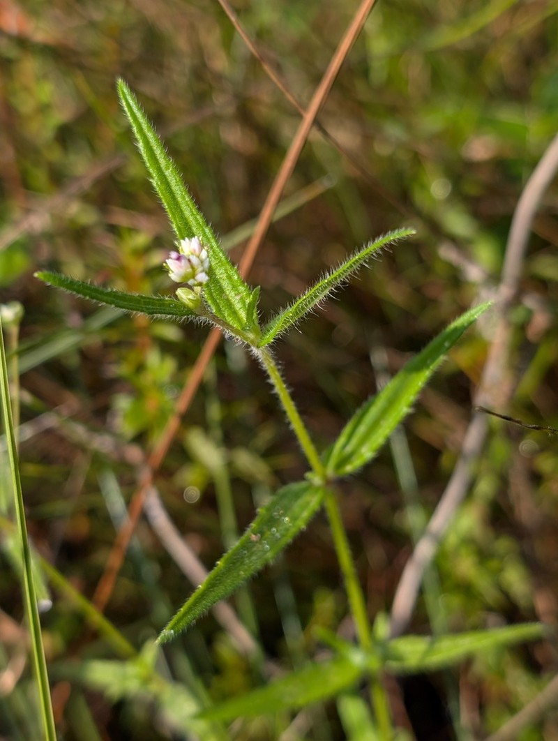 Riencourtia pedunculosa photo 4