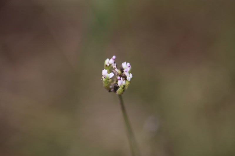 Riencourtia pedunculosa photo 8