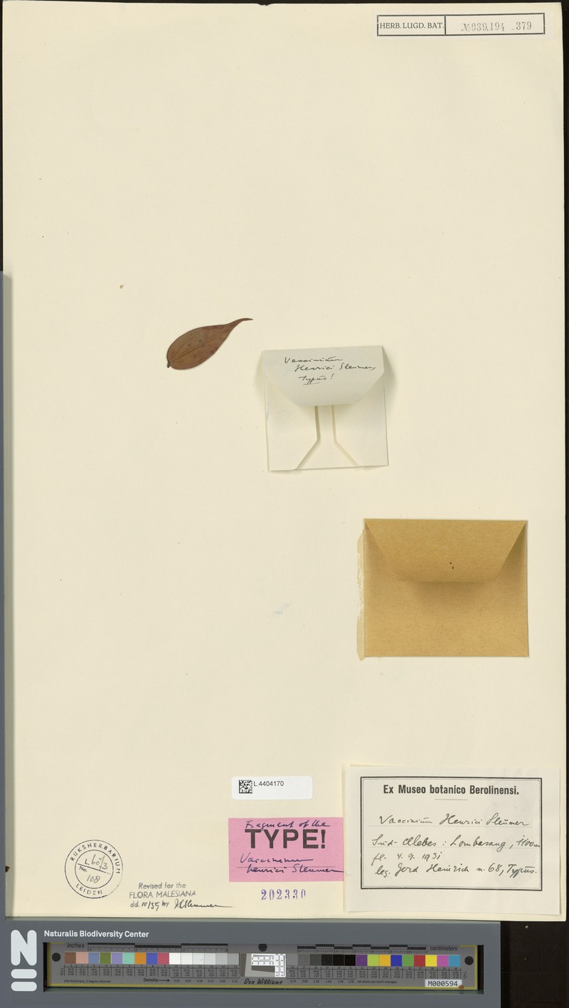 Rigiolepis henrici