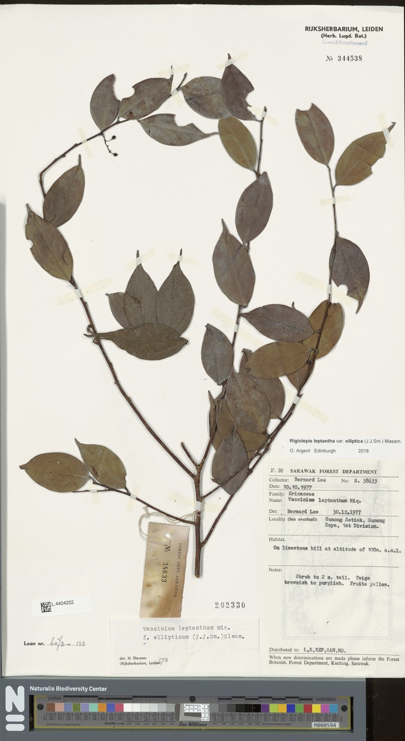 Rigiolepis leptantha f. ellipticum