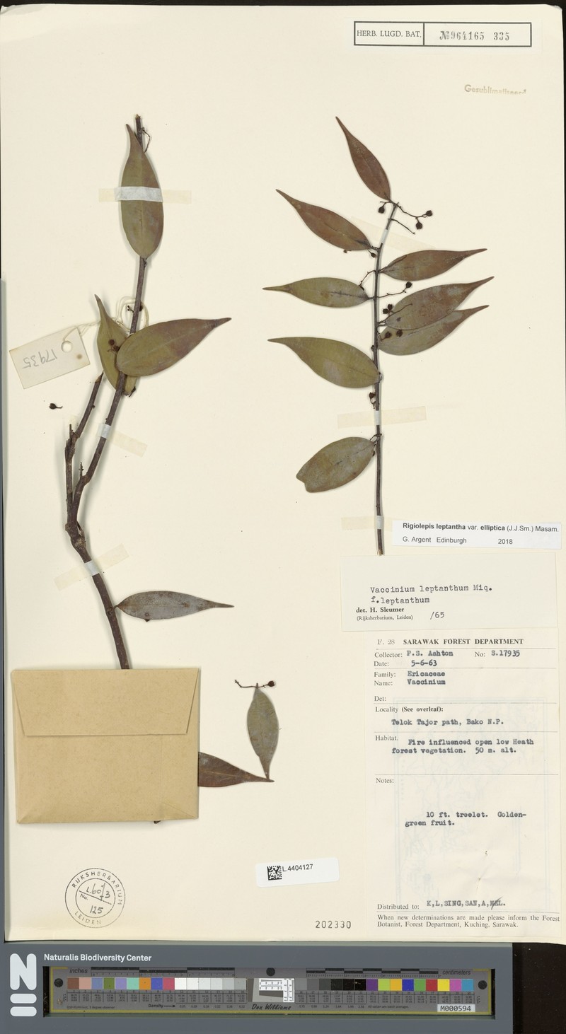 Rigiolepis leptantha f. ellipticum photo 2