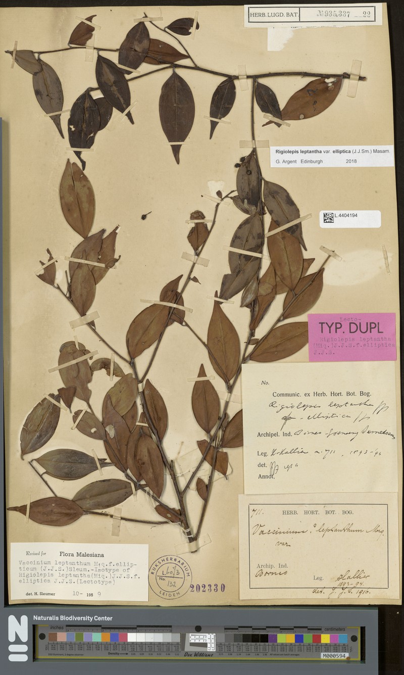 Rigiolepis leptantha f. ellipticum photo 3