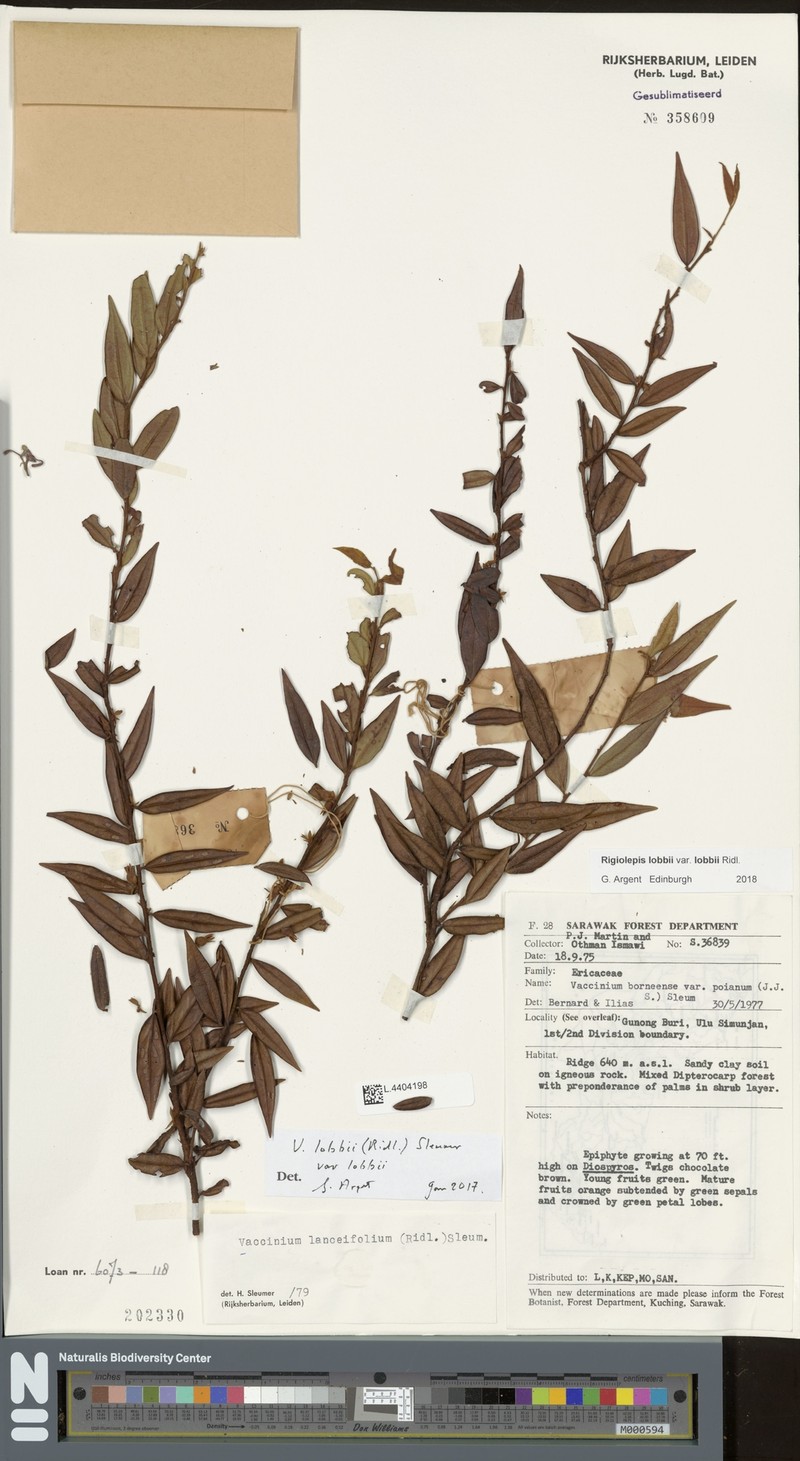 Rigiolepis lobbii var. lobbii