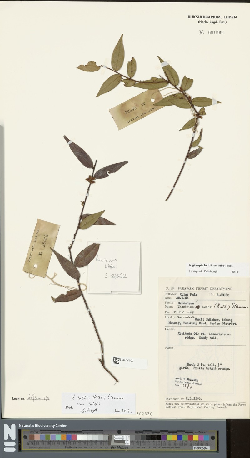 Rigiolepis lobbii var. lobbii photo 2