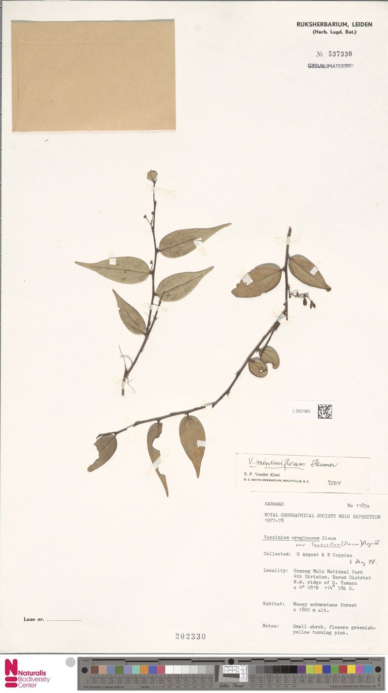 Rigiolepis minimiflora