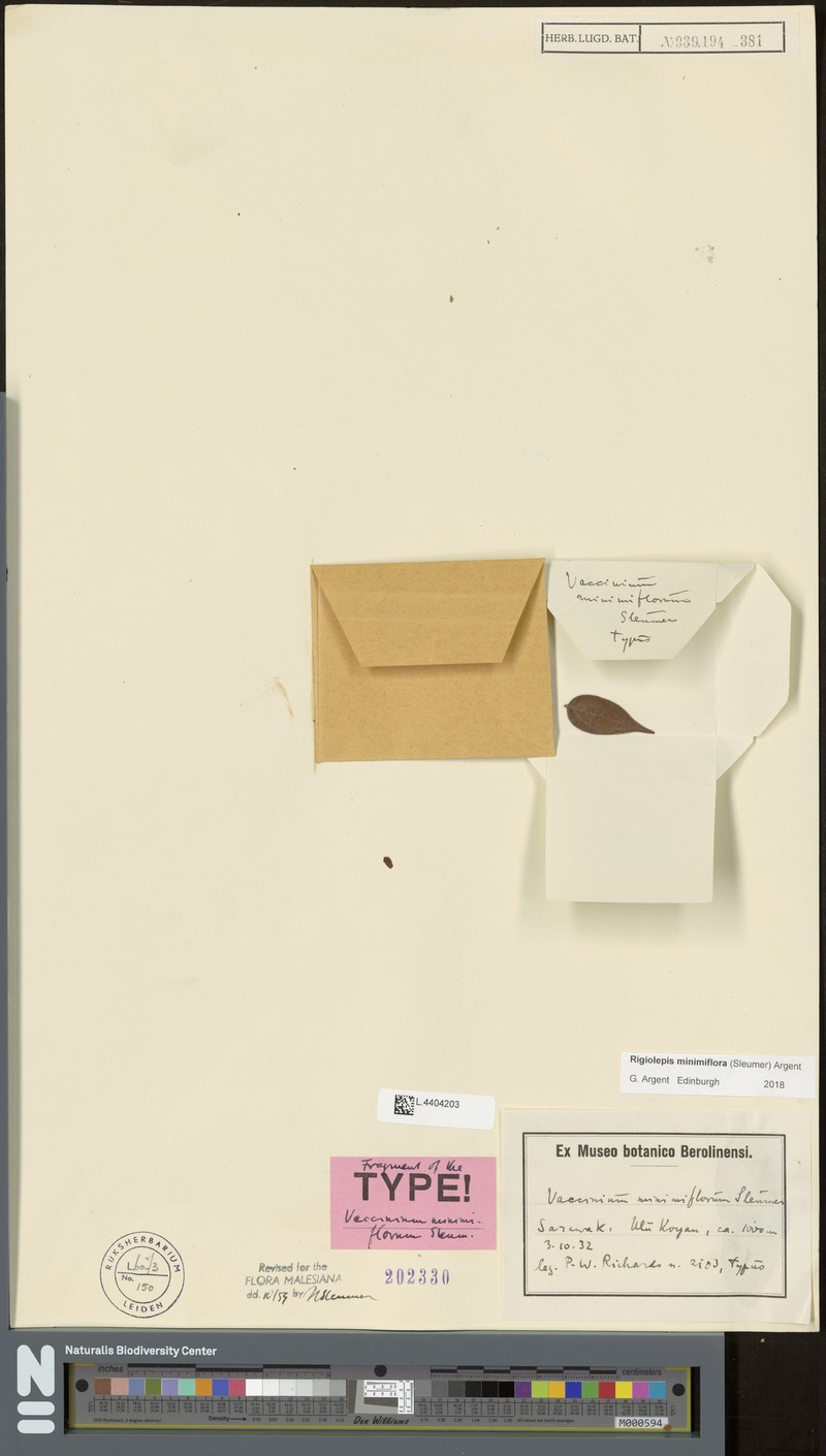 Rigiolepis minimiflora photo 2