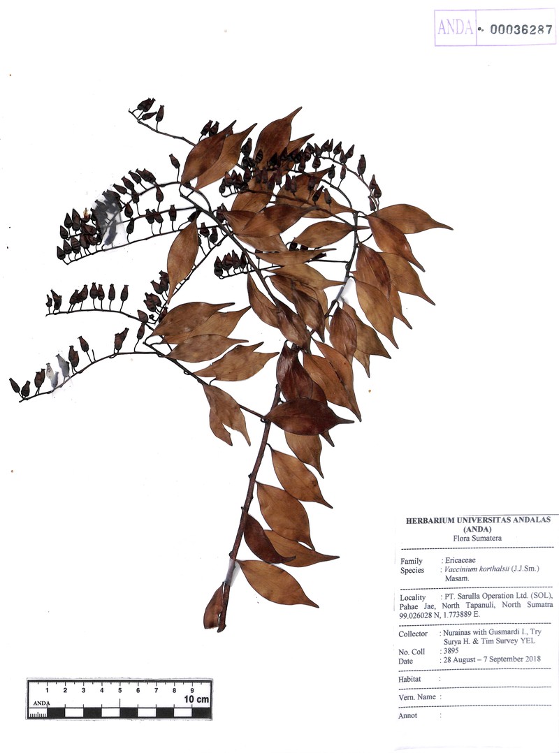 Rigiolepis moultonii subsp. moultonii
