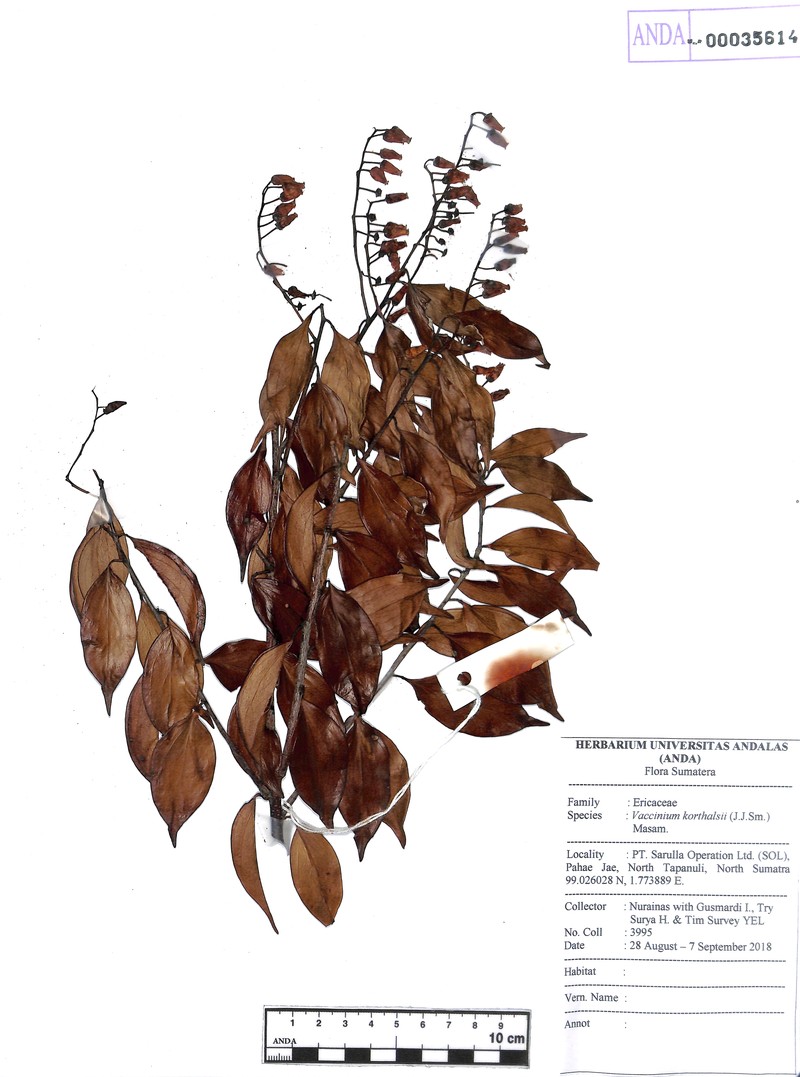 Rigiolepis moultonii subsp. moultonii photo 2