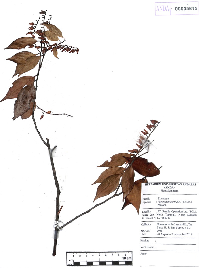 Rigiolepis moultonii subsp. moultonii photo 3