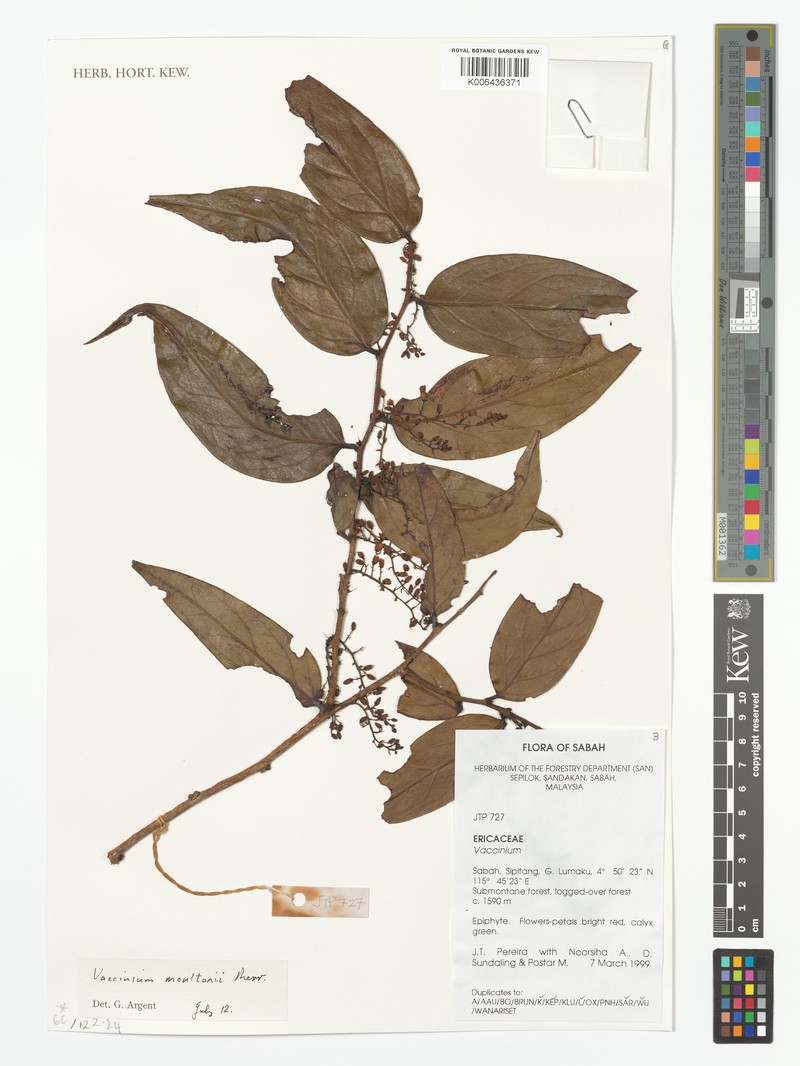 Rigiolepis moultonii subsp. moultonii photo 4