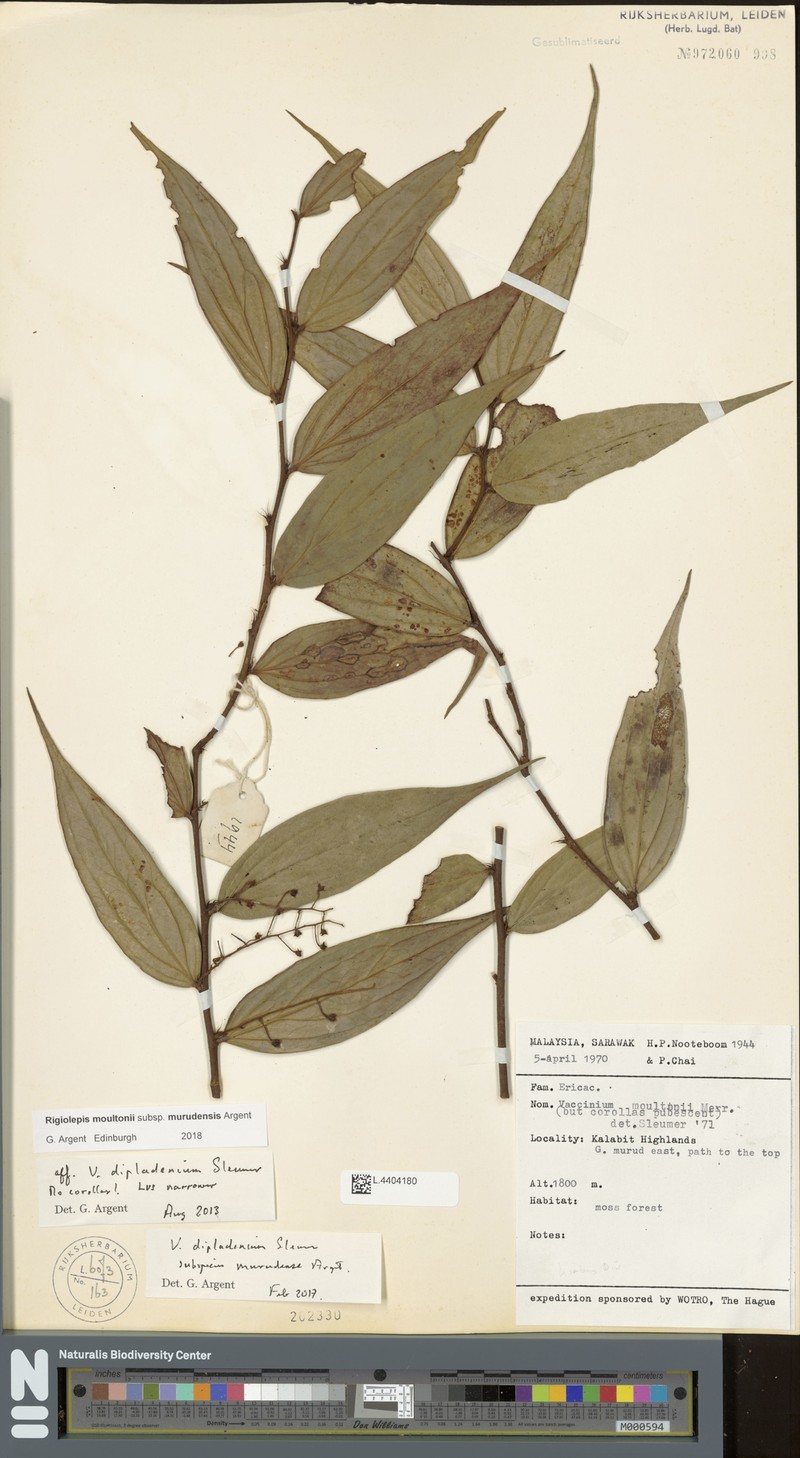 Rigiolepis moultonii subsp. murudensis