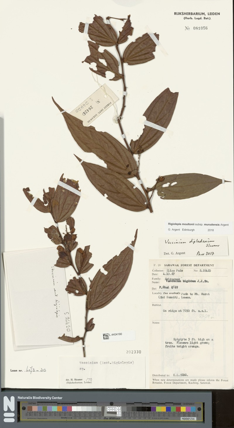 Rigiolepis moultonii subsp. murudensis photo 2