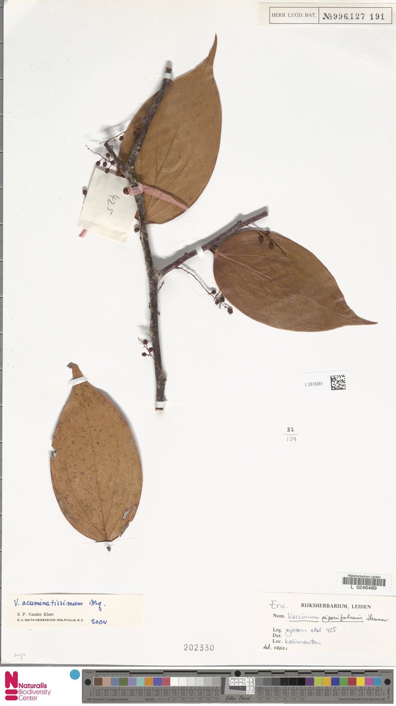 Rigiolepis piperifolia