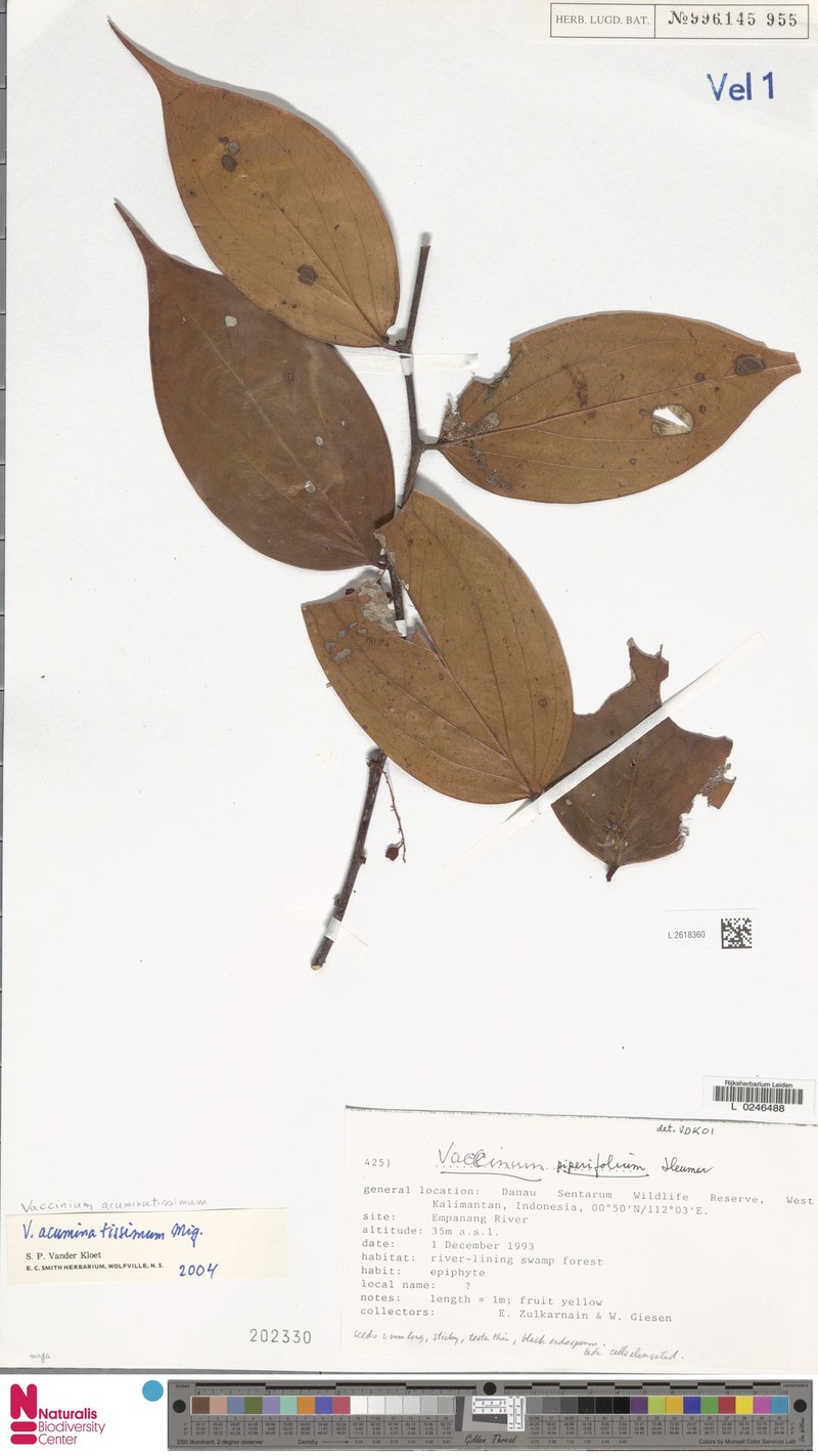 Rigiolepis piperifolia photo 2