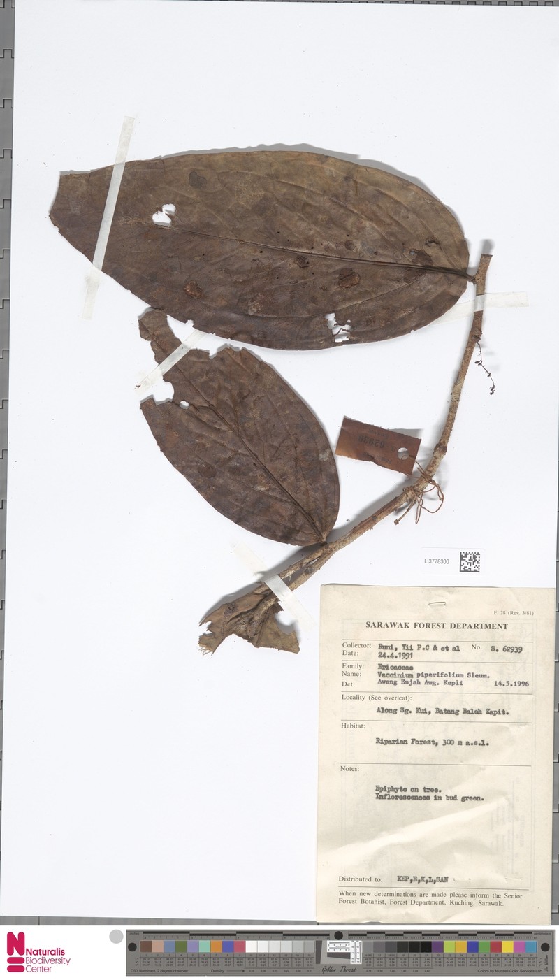 Rigiolepis piperifolia photo 3