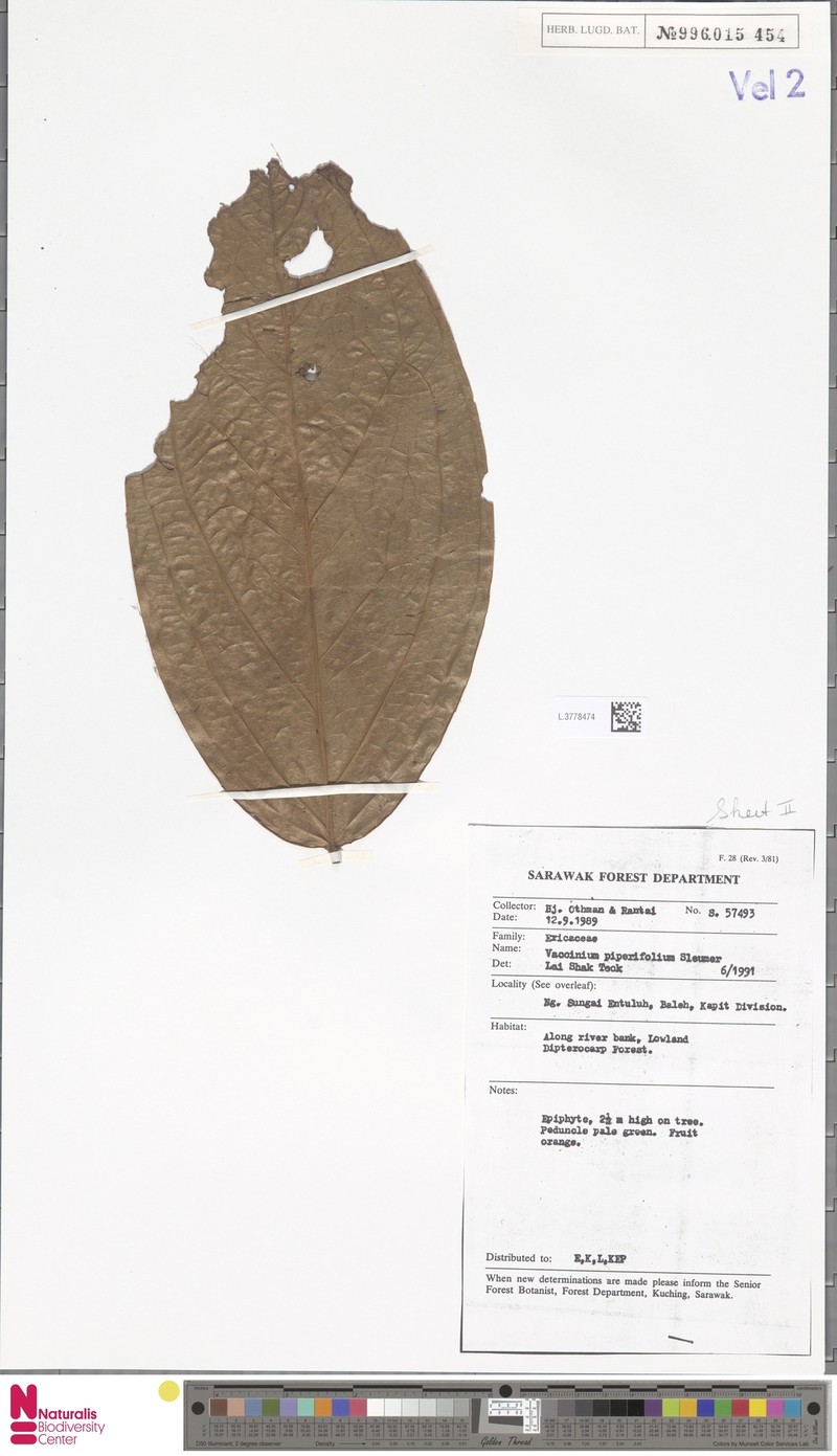 Rigiolepis piperifolia photo 4