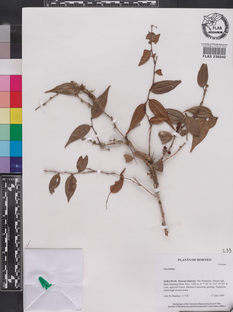 Rigiolepis uniflora var. monantha