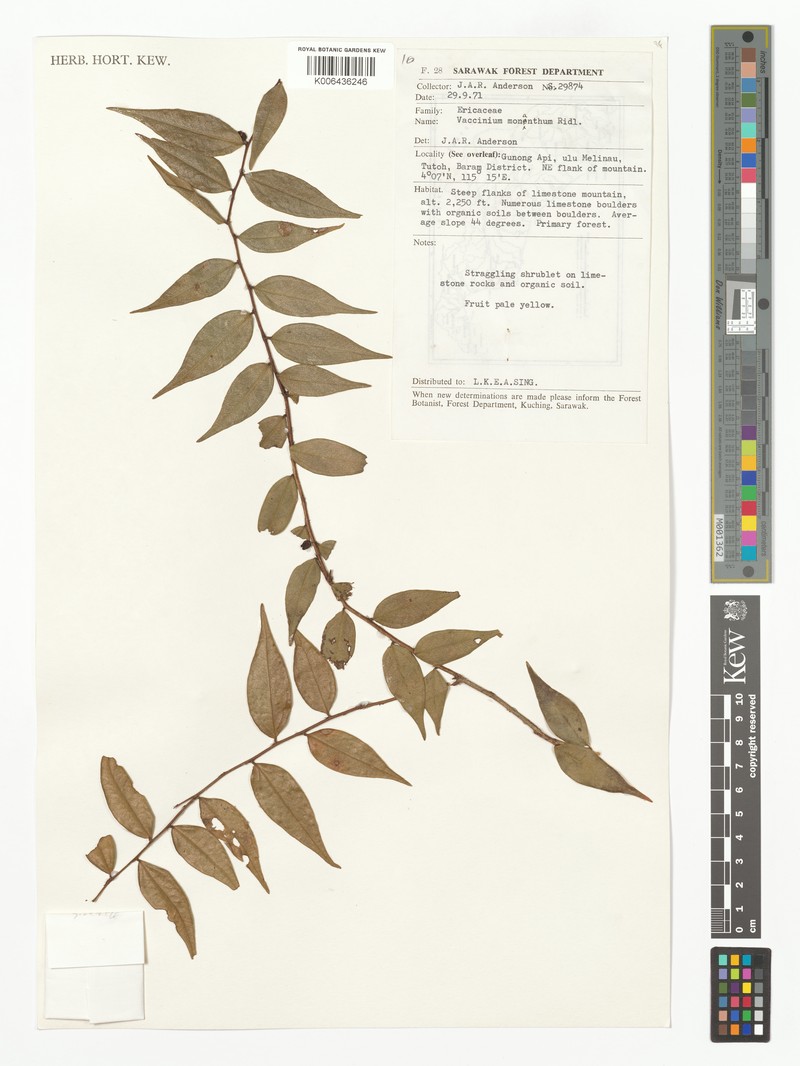 Rigiolepis uniflora var. monantha photo 2