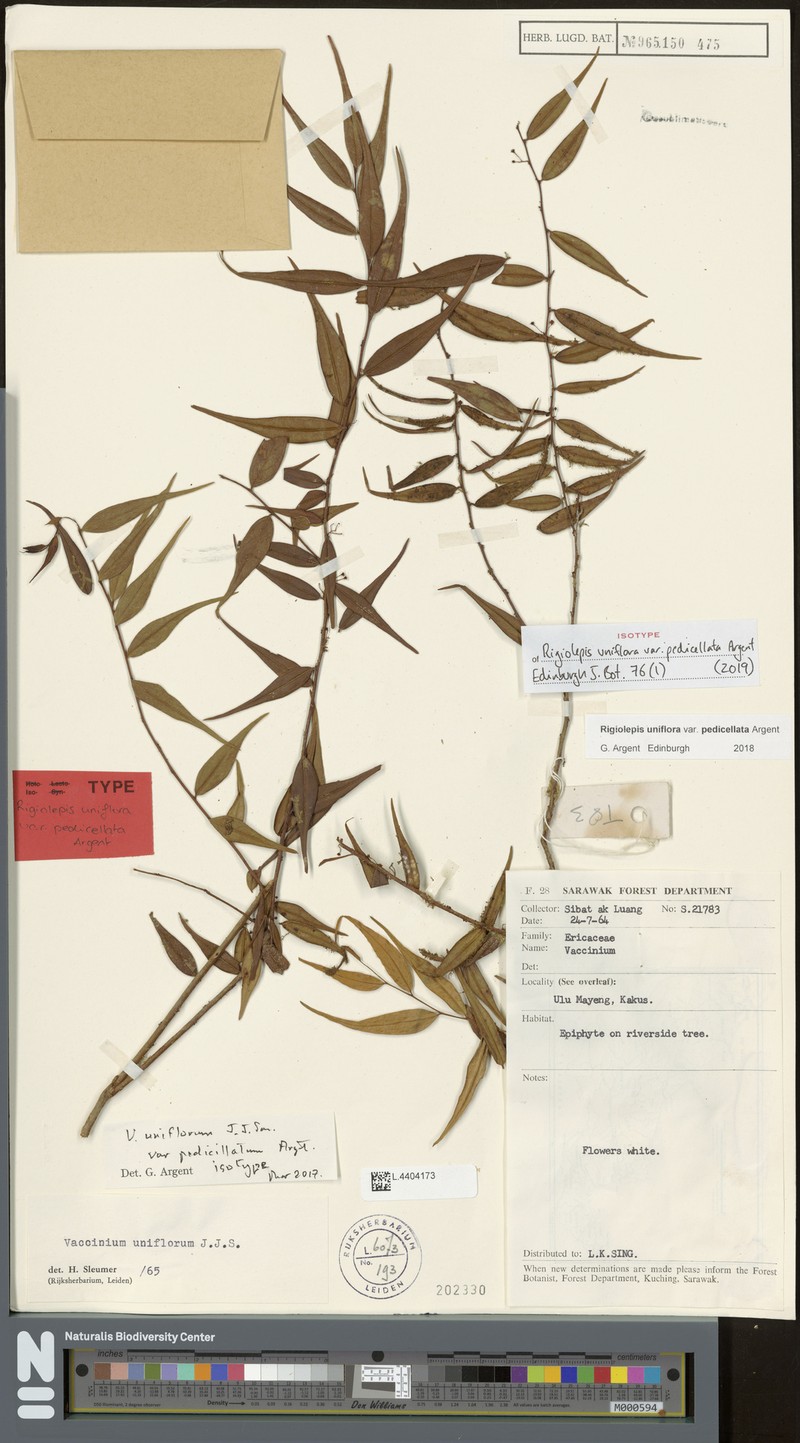 Rigiolepis uniflora var. pedicellata