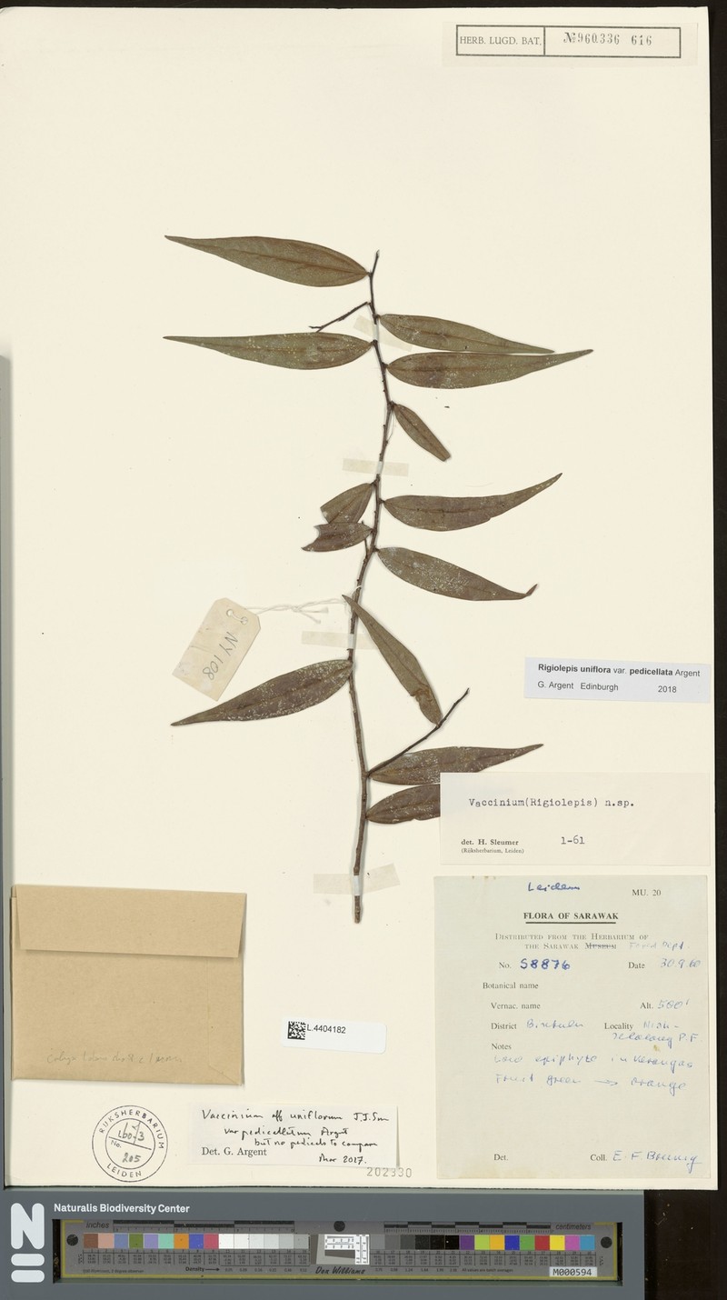 Rigiolepis uniflora var. pedicellata photo 2
