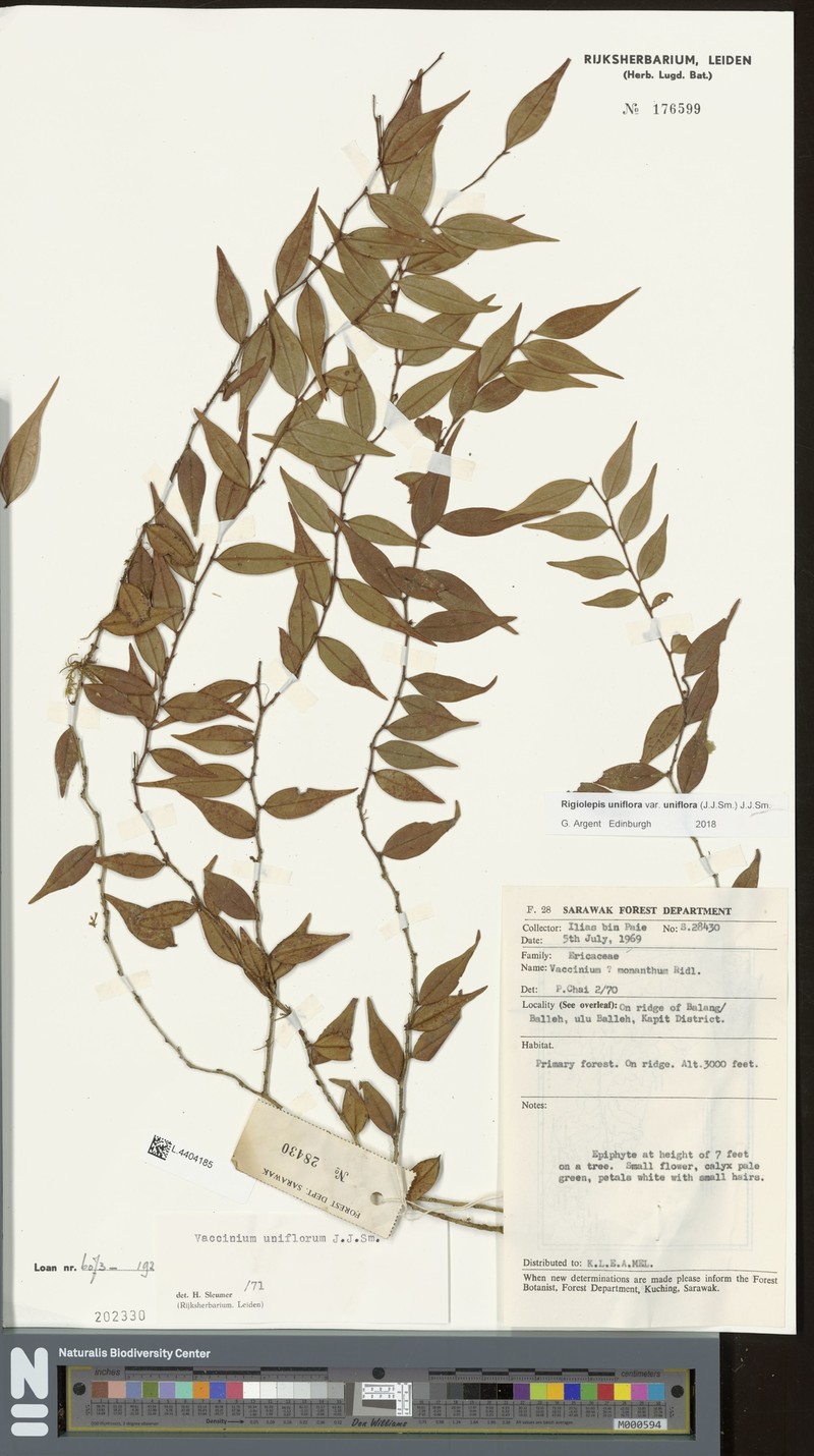 Rigiolepis uniflora var. uniflora