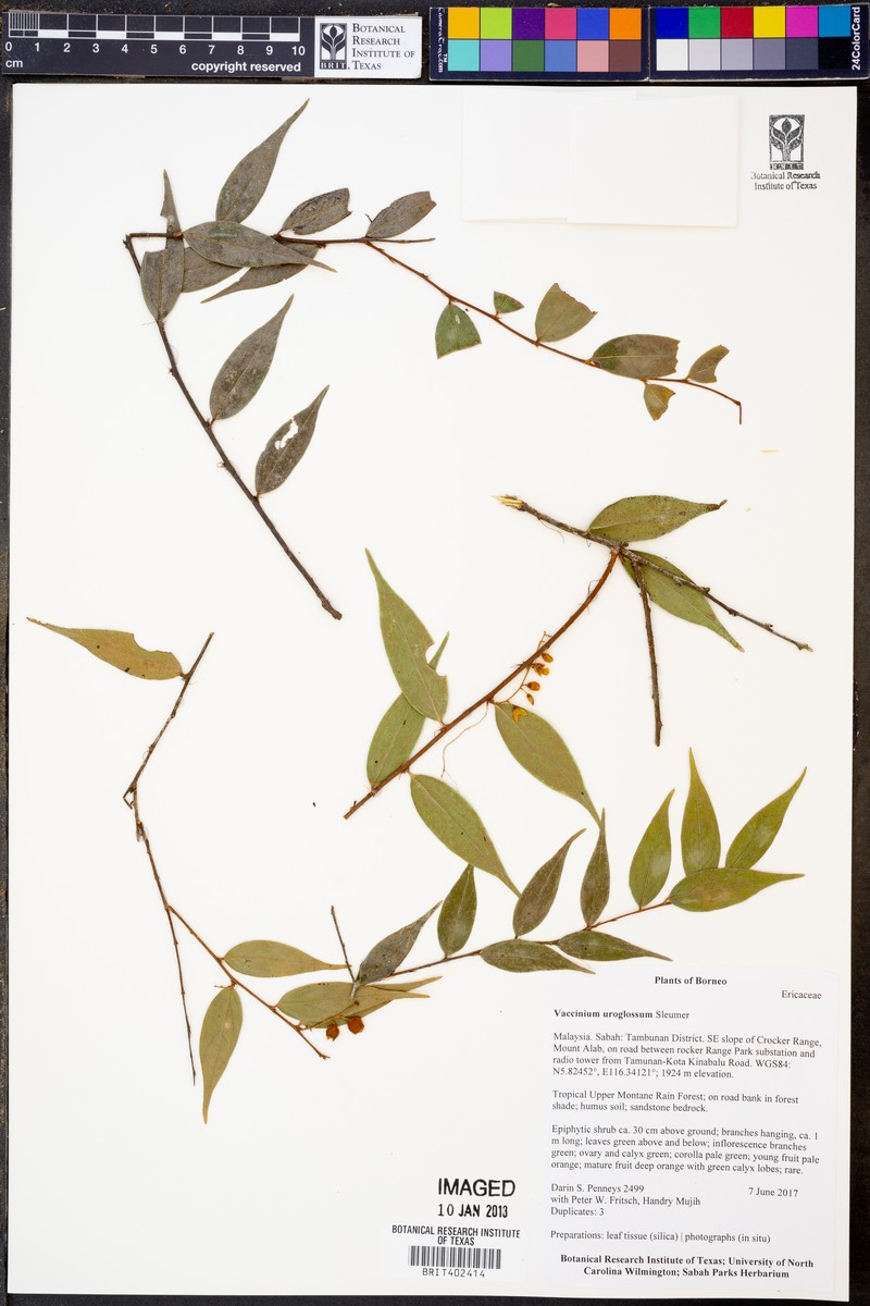 Rigiolepis uroglossa