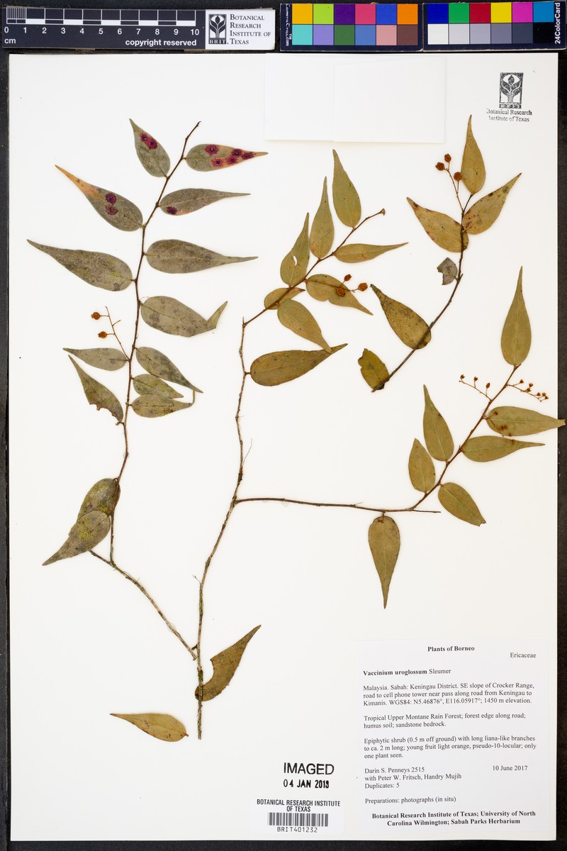Rigiolepis uroglossa photo 2