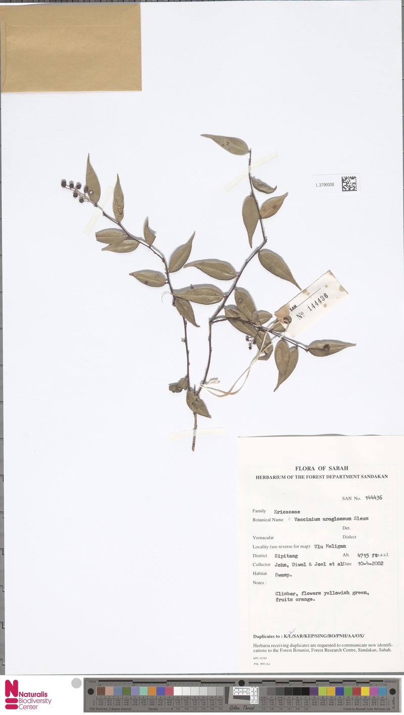 Rigiolepis uroglossa photo 3