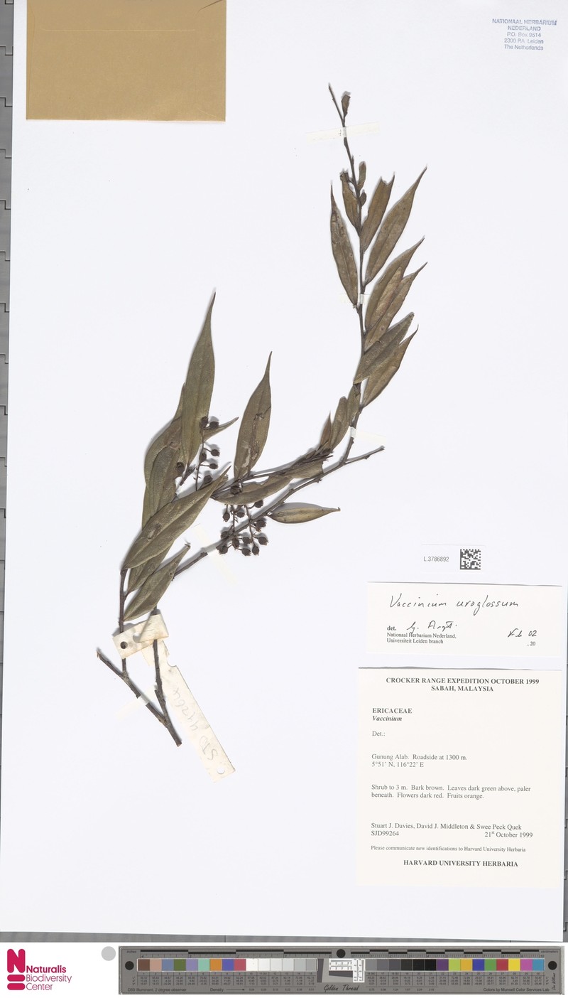 Rigiolepis uroglossa photo 4