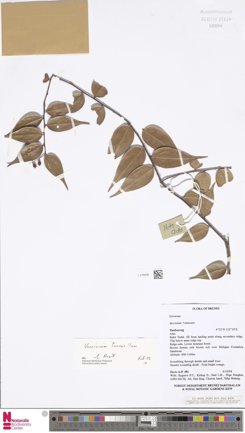 Rigiolepis uroglossa var. tenerella