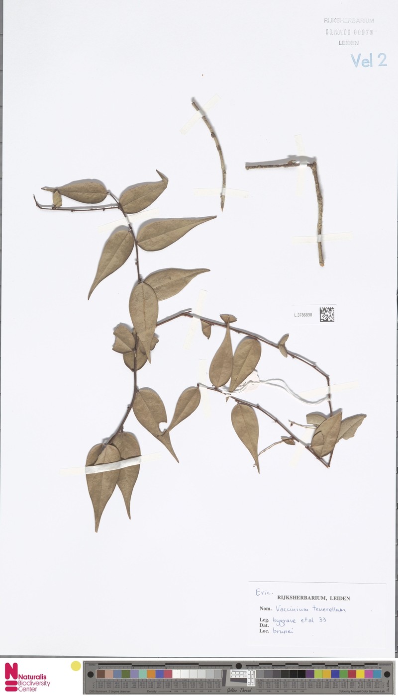 Rigiolepis uroglossa var. tenerella photo 2