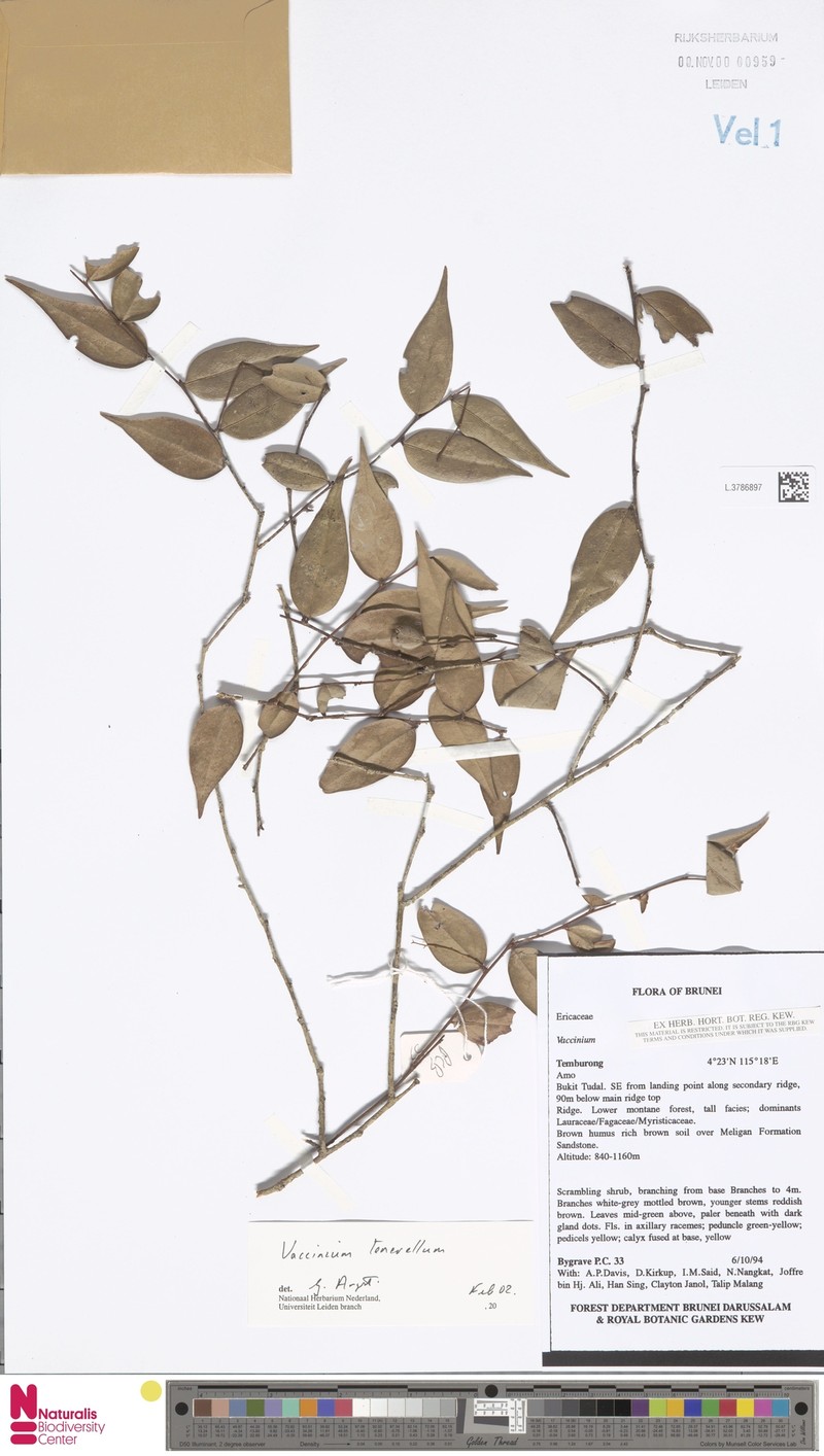 Rigiolepis uroglossa var. tenerella photo 3