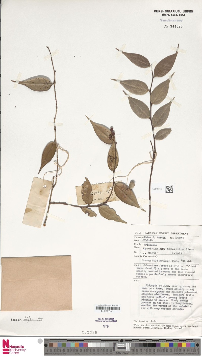 Rigiolepis uroglossa var. tenerella photo 4