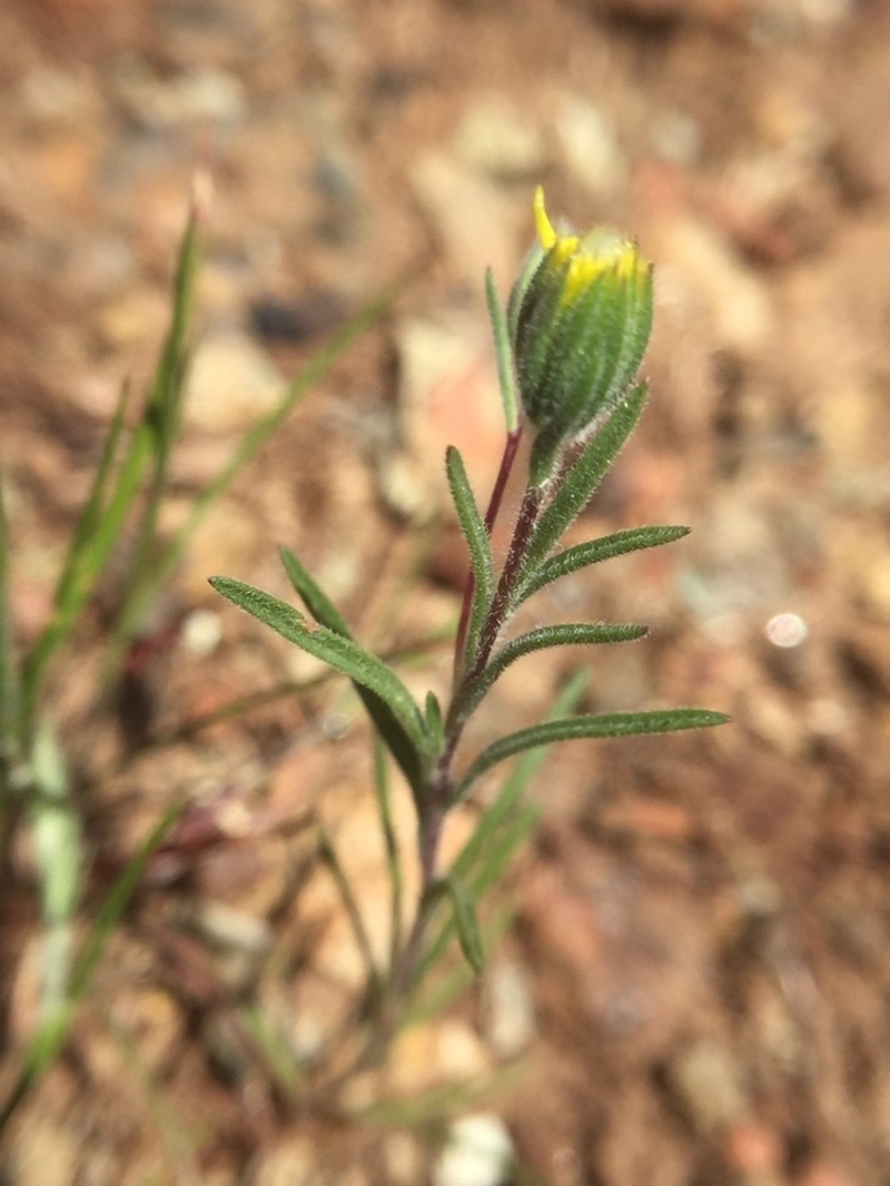 Wireweed photo 3