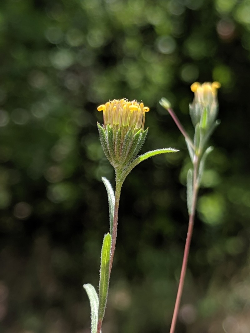 Wireweed photo 4