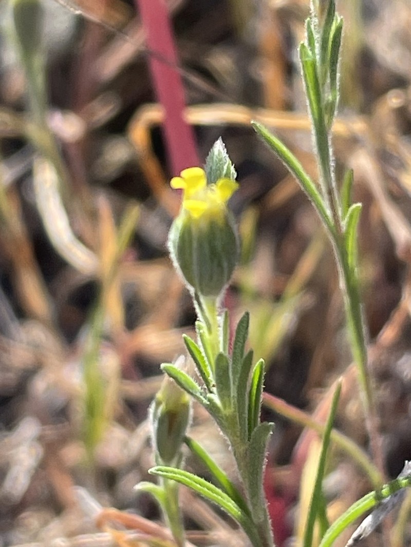 Wireweed photo 6