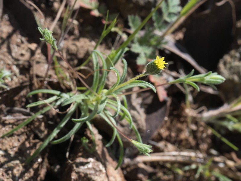 Wireweed photo 7