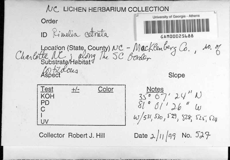 Rimelia Lichen photo 4