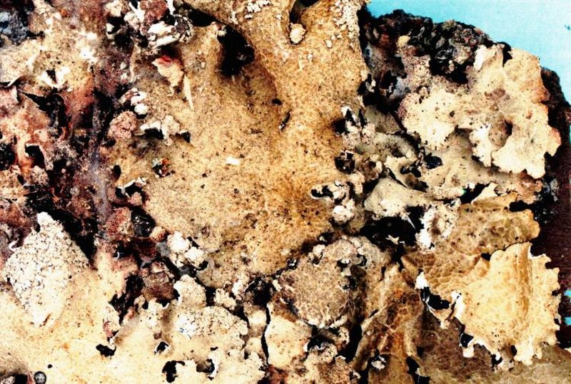 Netted Rimelia Lichen