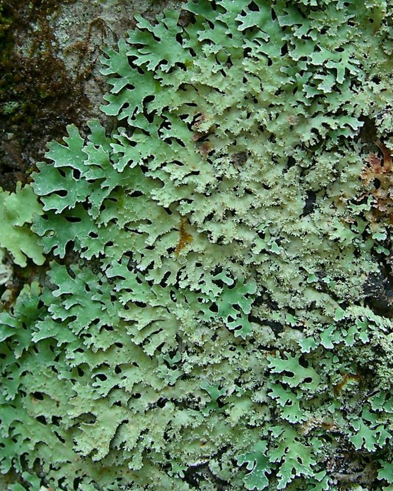 Rimelia Lichen