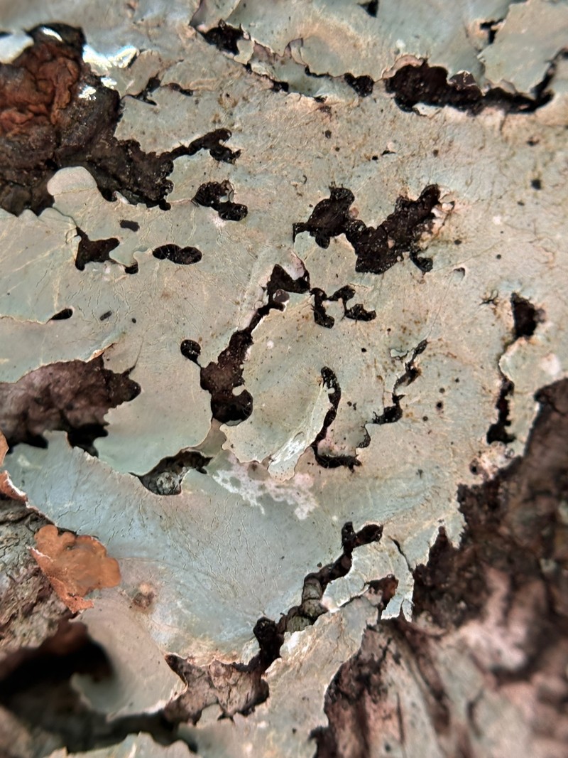 Rimelia Lichen