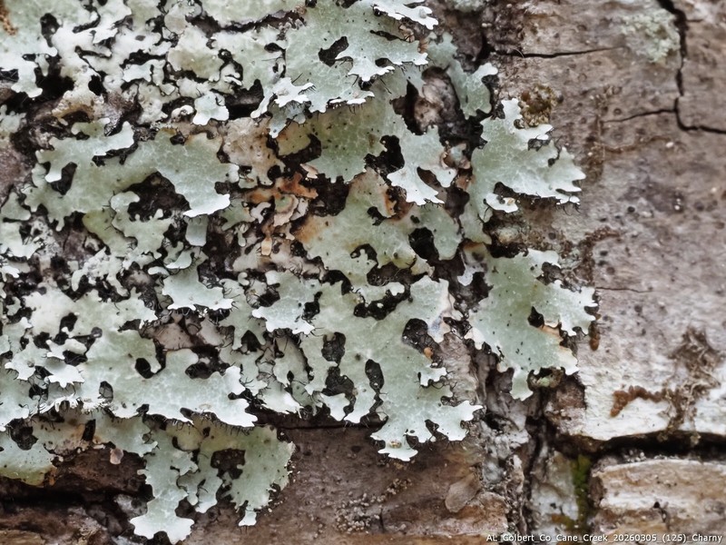 Rimelia Lichen photo 2