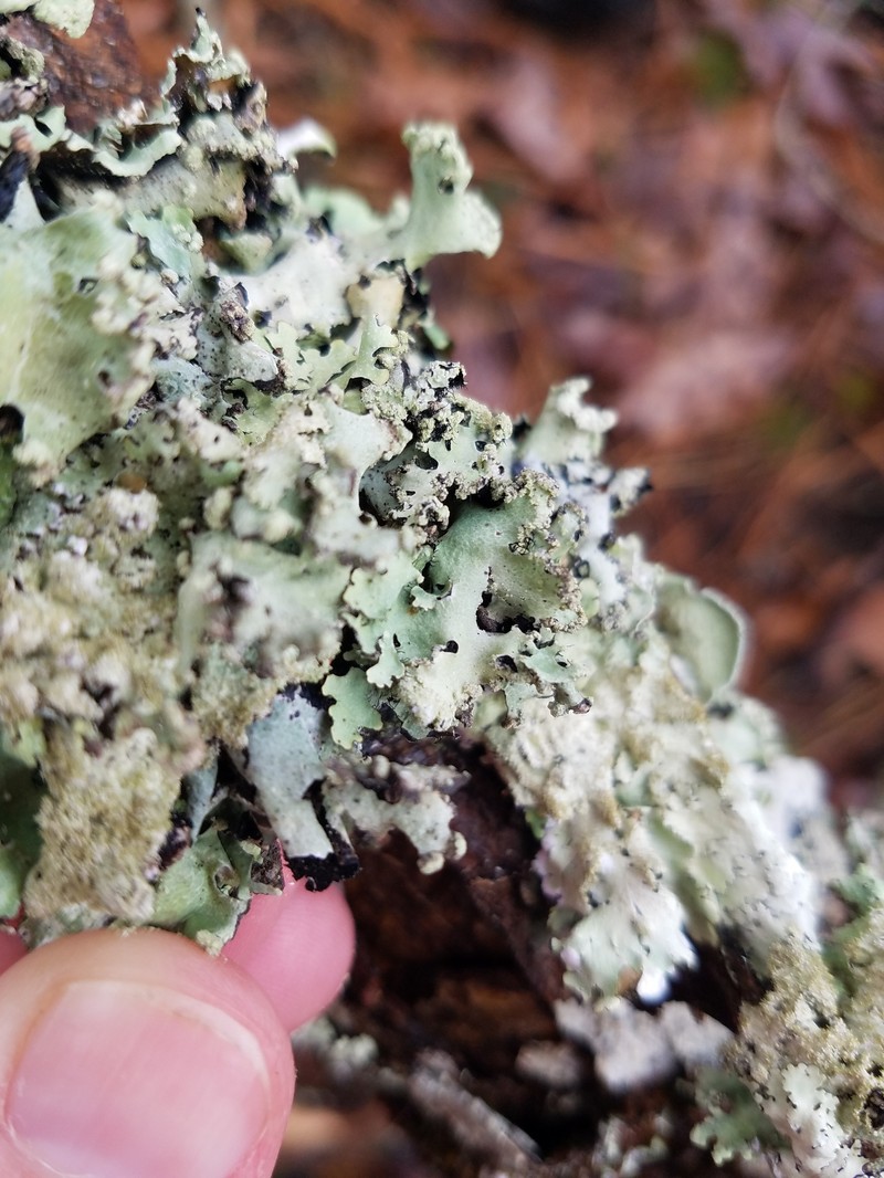 Rimelia Lichen photo 3