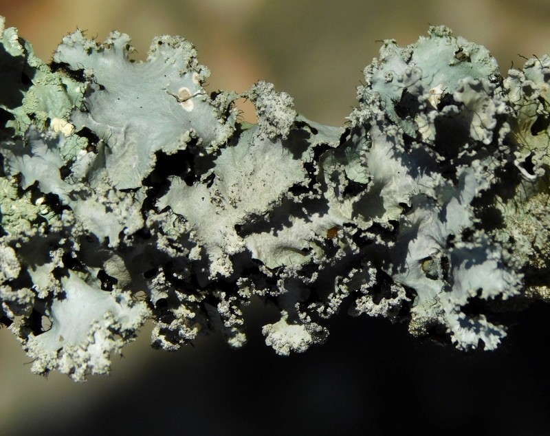 Rimelia Lichen photo 4