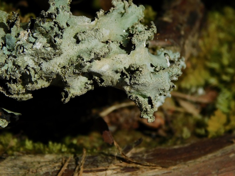 Rimelia Lichen photo 5