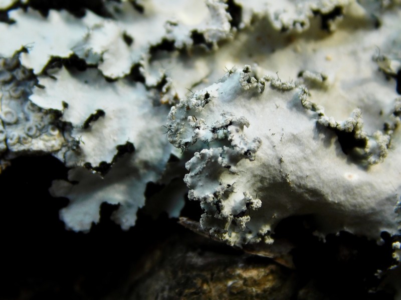 Rimelia Lichen photo 6