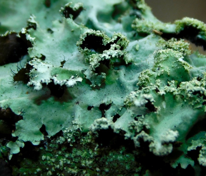 Rimelia Lichen photo 7