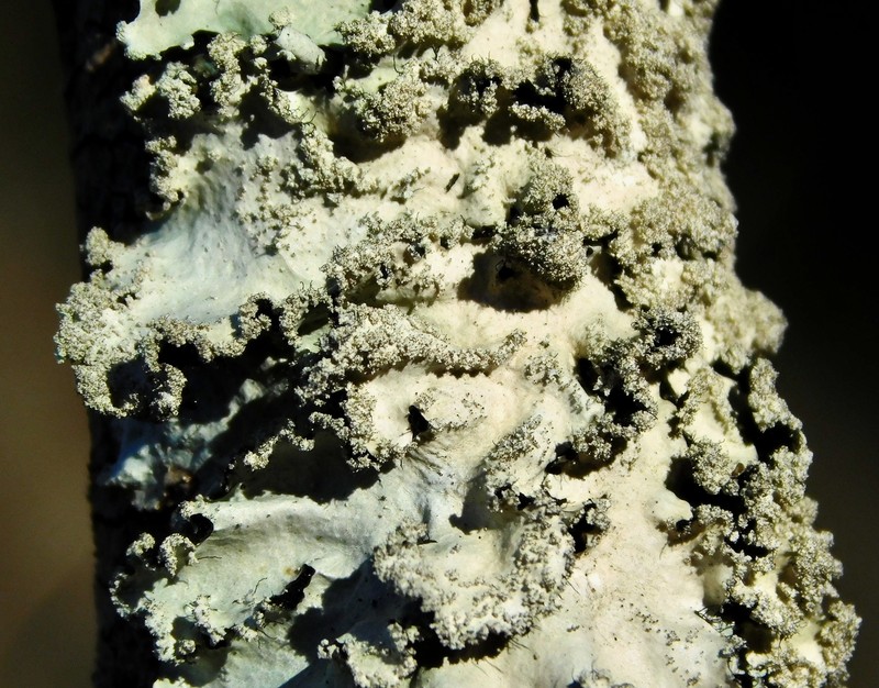 Rimelia Lichen photo 8