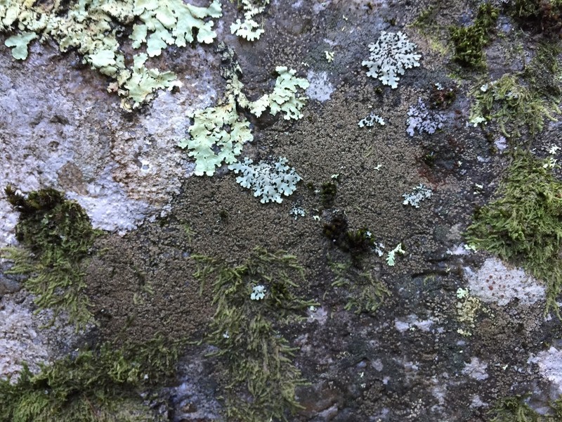 Rimularia Lichen